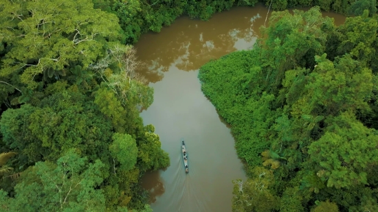 Broccoli, Tree, Landscape, Forest, Water, River