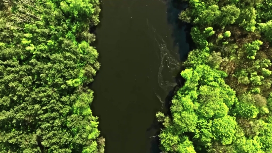 Broccoli, Tree, Landscape, Vegetable, Forest, River