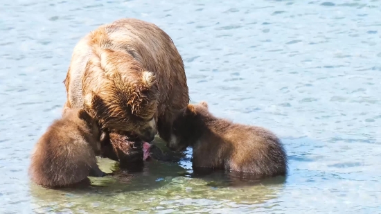 Brown Bear, Bear, Mammal, Water, Wildlife, Wild