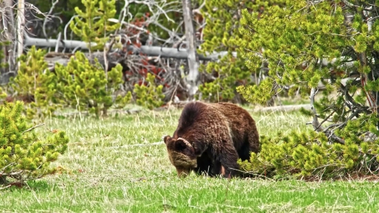 Brown Bear, Bear, Mammal, Wild, Swine, Wildlife