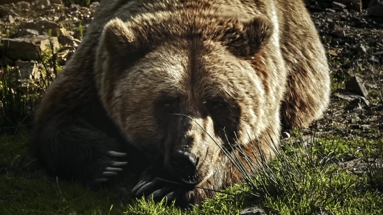 Brown Bear, Bear, Mammal, Wild, Wildlife, Fur