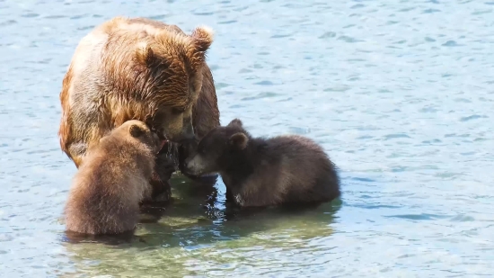 Brown Bear, Bear, Mammal, Wild, Wildlife, Fur