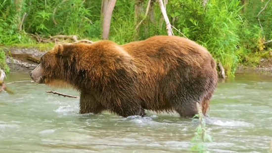 Brown Bear, Bear, Mammal, Wild, Wildlife, Fur