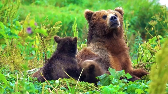 Brown Bear, Bear, Mammal, Wild, Wildlife, Fur