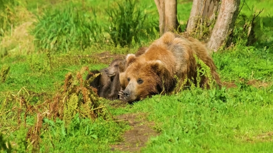 Brown Bear, Bear, Mammal, Wild, Wildlife, Predator