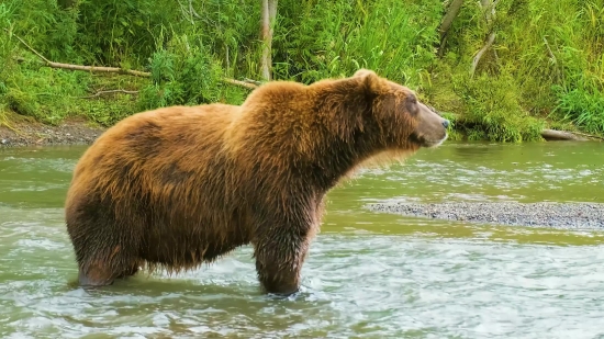 Brown Bear, Bear, Mammal, Wild, Wildlife, Zoo