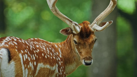 Buck, Antelope, Wildlife, Mammal, Deer, Impala