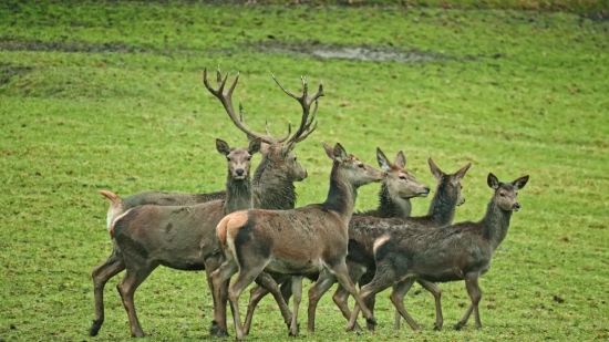 Buck, Deer, Mammal, Placental, Caribou, Wildlife