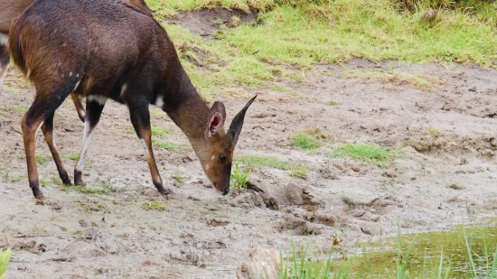 Buck, Mammal, Deer, Placental, Wildlife, Wild