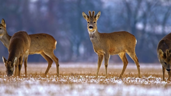 Buck, Placental, Mammal, Deer, Wildlife, Vertebrate