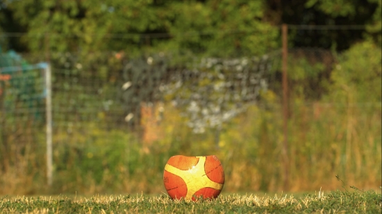 Bucket, Grass, Poppy, Vessel, Flower, Summer