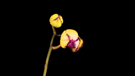 Bud, Tulip, Ball, Black, Symbol, Yellow