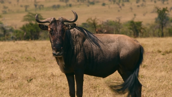 Bull, Water Buffalo, Placental, Old World Buffalo, Mammal, Cattle