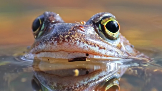 Bullfrog, Frog, Amphibian, Eye, Wildlife, Tailed Frog