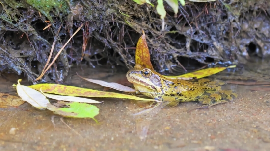 Bullfrog, Frog, Amphibian, Wildlife, Animal, Tailed Frog