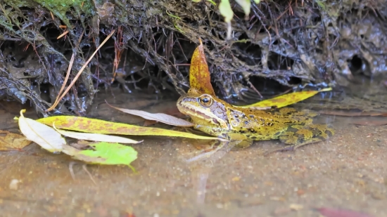 Bullfrog, Frog, Amphibian, Wildlife, Reptile, Animal