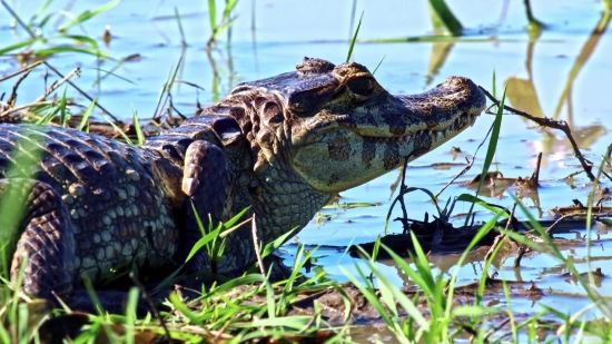 Bullfrog, Frog, Amphibian, Wildlife, Reptile, Wild