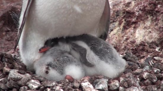 Bunny, Junco, Hamster, Water, Bird, Rodent