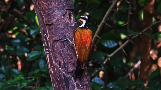 Cacao, Tree, Bird, Woody Plant, Wildlife, Animal