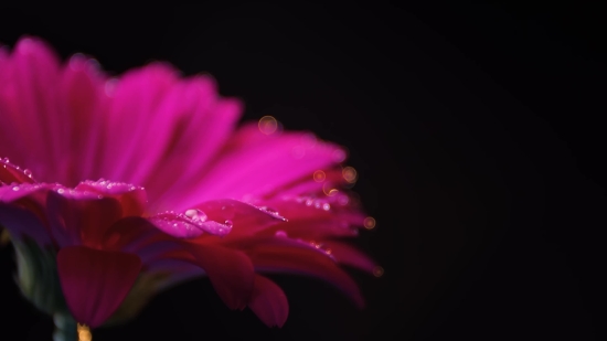 Cactus, Plant, Flower, Petal, Pink, Blossom