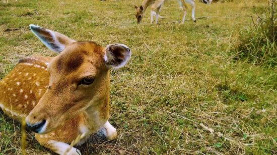 Calf, Young Mammal, Animal, Young, Farm, Cow