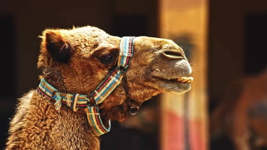 Camel, Ungulate, Mammal, Head, Desert, Brown