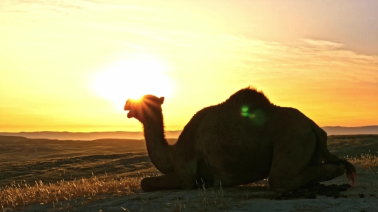 Camel, Ungulate, Sunset, Sun, Sky, Silhouette