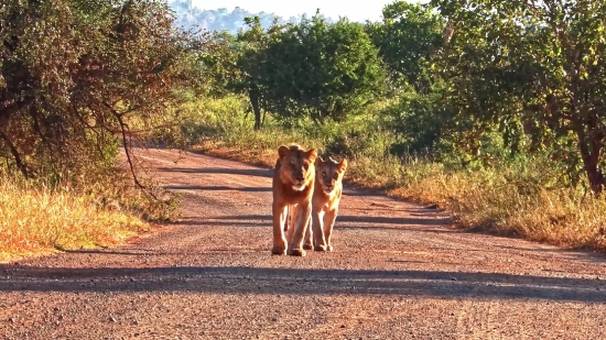 Canine, Dingo, Wild Dog, Dog, Calf, Horse