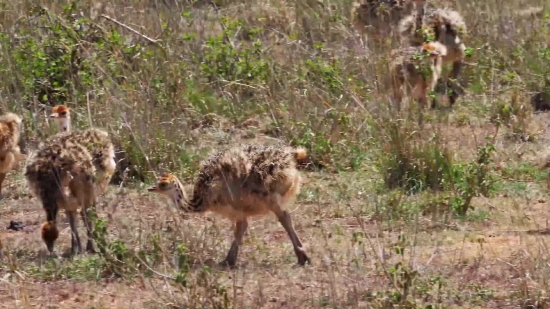 Canine, Hyena, Wildlife, Mammal, Safari, Wild