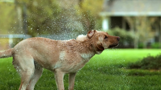 Canine, Wild Dog, Dog, Dingo, Terrier, Fur