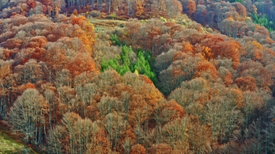 Canyon, Tree, Valley, Landscape, Mountain, Park