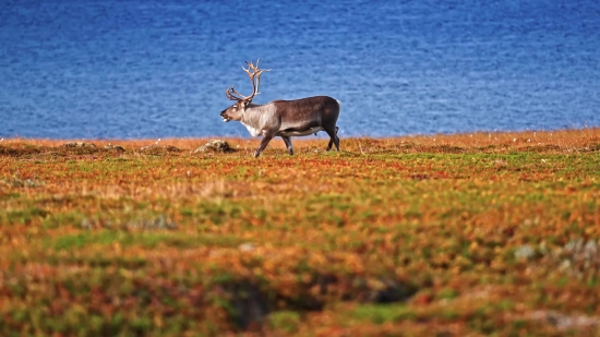 Caribou, Deer, Buck, Wildlife, Mammal, Wild