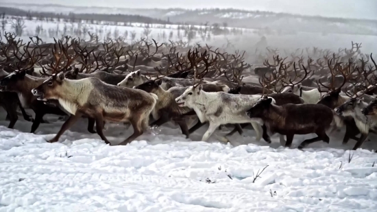 Caribou, Deer, Snow, Wildlife, Winter, Bighorn