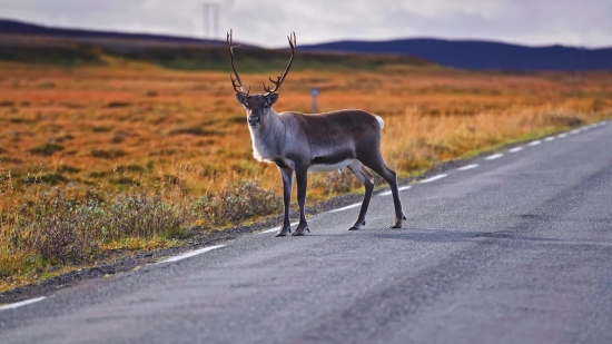 Caribou, Deer, Wildlife, Buck, Antelope, Wild