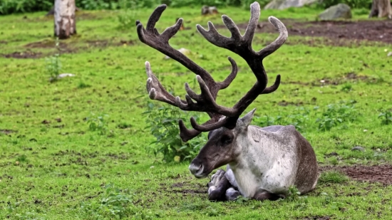 Caribou, Deer, Wildlife, Buck, Wild, Antlers