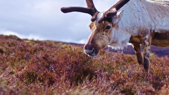 Caribou, Deer, Wildlife, Buck, Wild, Mammal