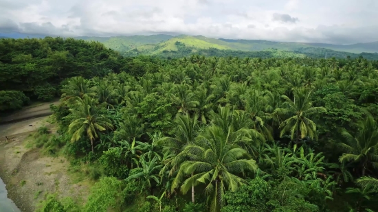 Cassava, Shrub, Woody Plant, Plant, Vascular Plant, Landscape