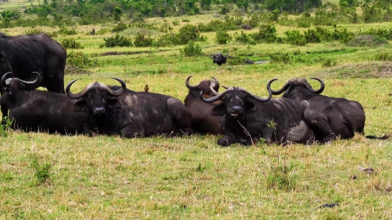 Cattle, Water Buffalo, Ox, Beef, Old World Buffalo, Bull