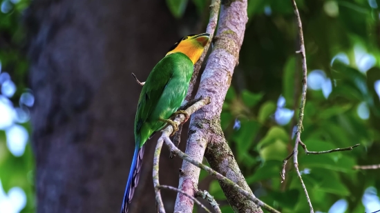 Chameleon, Bird, Tree, Person, Lizard, Wildlife