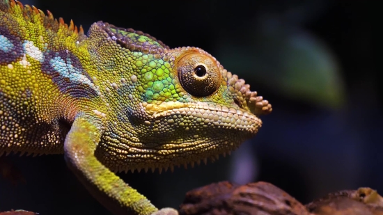 Chameleon, Lizard, Person, Reptile, Wildlife, Eye