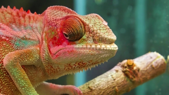 Chameleon, Person, Lizard, Animal, Reptile, Wildlife