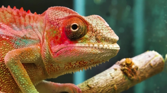 Chameleon, Person, Lizard, Reptile, Animal, Wildlife