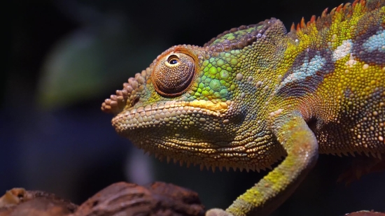 Chameleon, Person, Lizard, Reptile, Eye, Animal