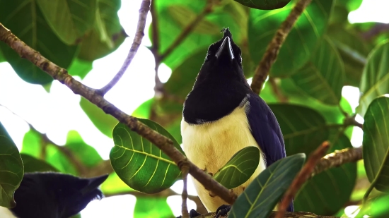 Cheap Stock Footage, Toucan, Bird, Magpie, Wildlife, Beak