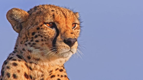 Cheetah, Big Cat, Feline, Cat, Wildlife, Predator