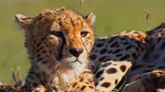 Cheetah, Big Cat, Feline, Cat, Wildlife, Safari