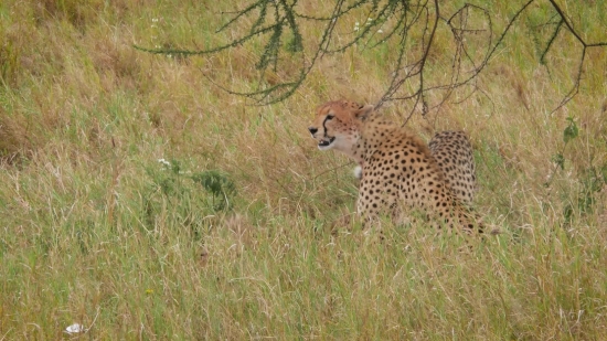 Cheetah, Big Cat, Feline, Safari, Wildlife, Cat