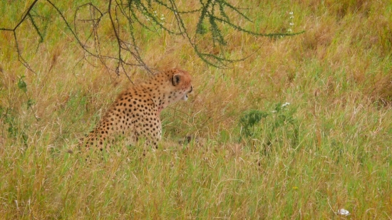 Cheetah, Big Cat, Feline, Safari, Wildlife, Mammal