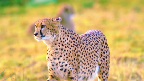 Cheetah, Big Cat, Feline, Wildlife, Cat, Safari