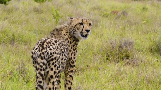 Cheetah, Big Cat, Feline, Wildlife, Safari, Cat